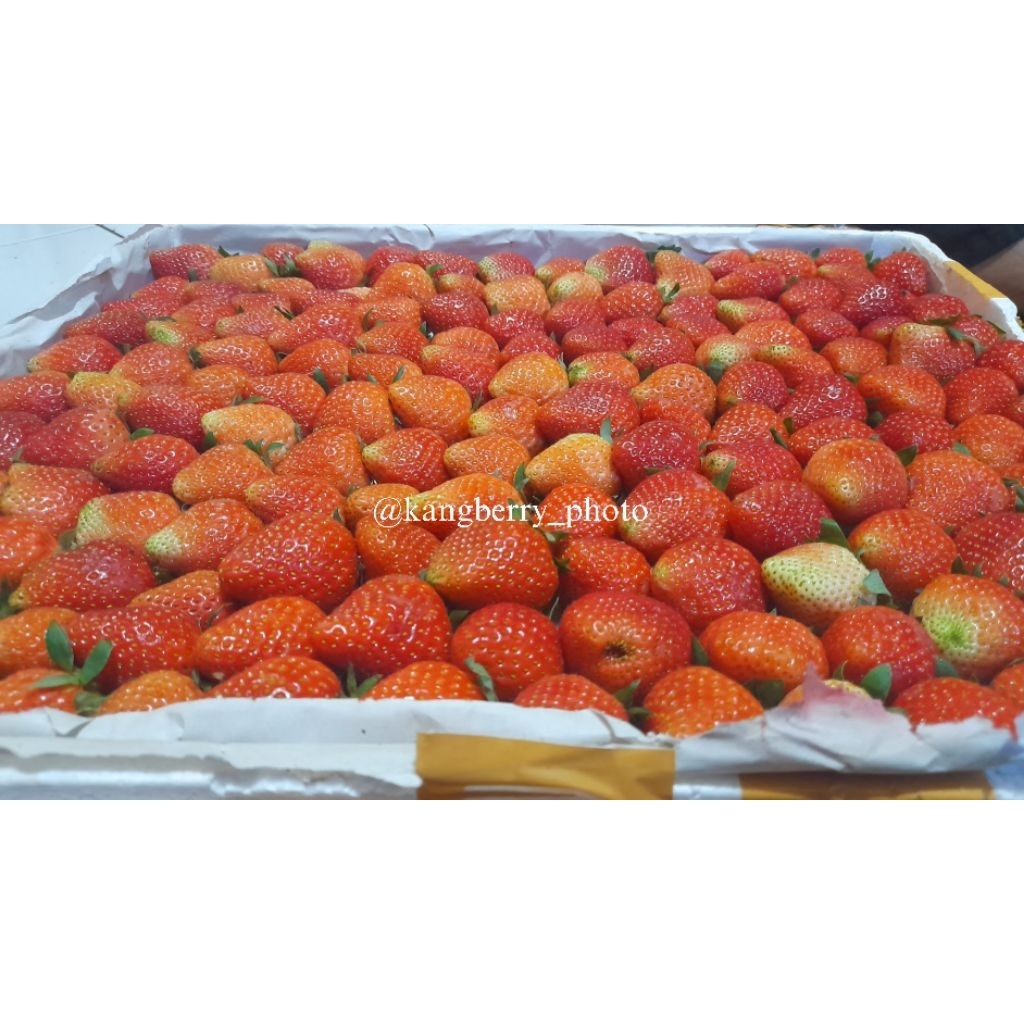 

STRAWBERRY FRESH 10 kg PRE ORDER