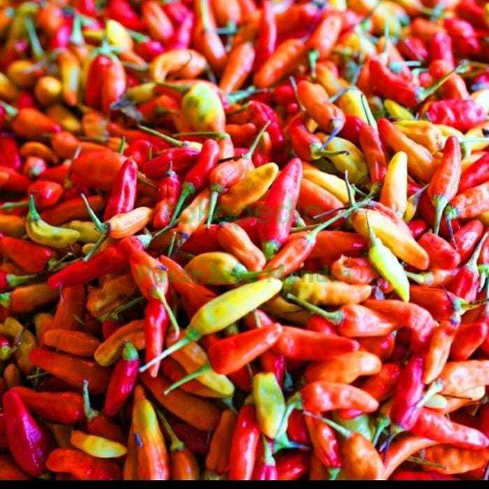 

Cabai Rawit ORI212 pedas fresh langsung petani