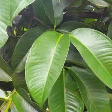 

DAUN MANGGIS SEGAR 100LEMBAR