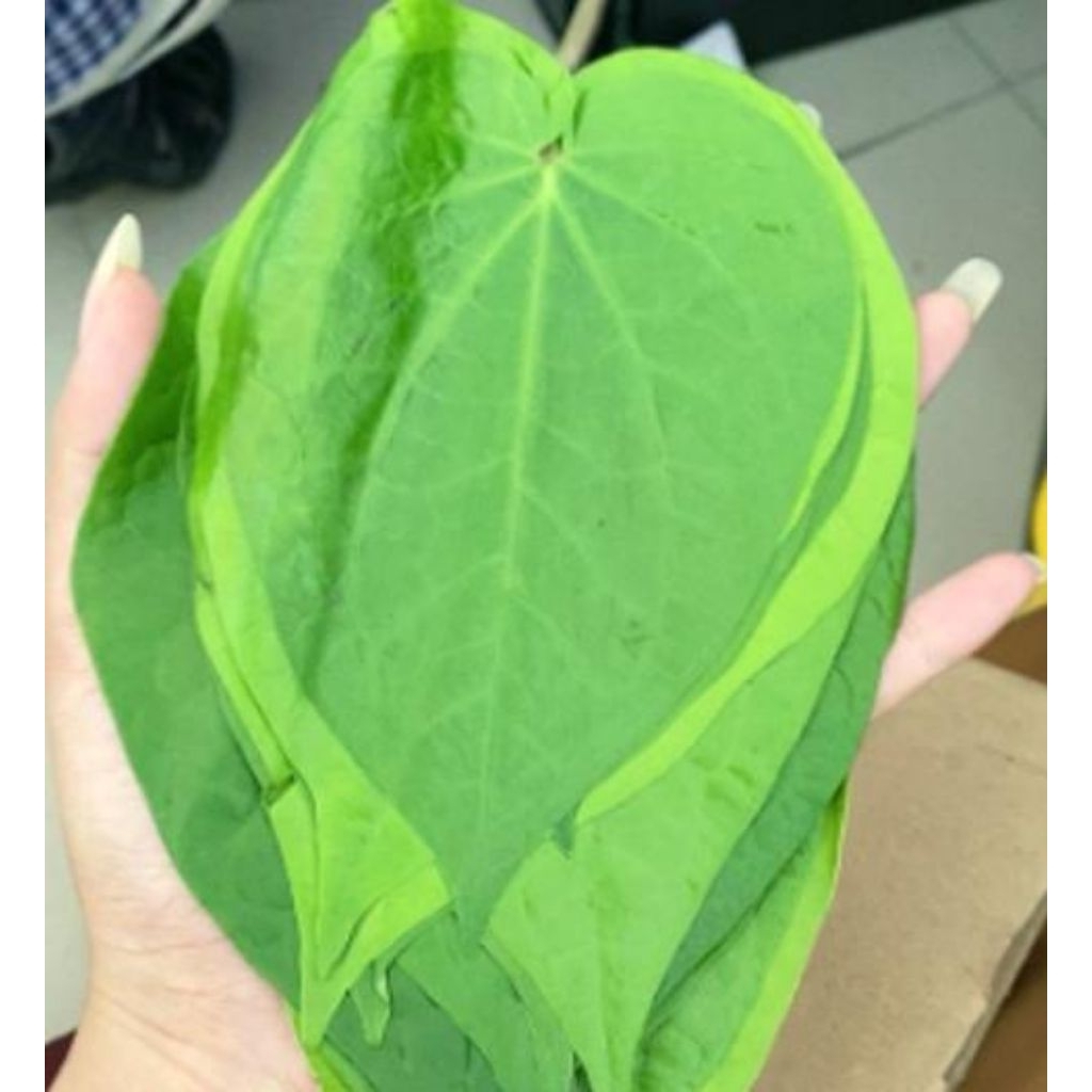 

Daun sirih segar 100 Lembar Berkualitas dan Langsung di petik dari pohon