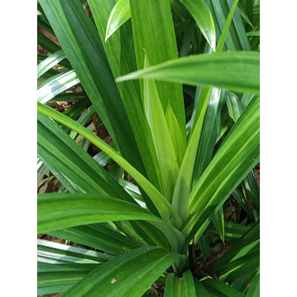 

Jual Daun Pandan Segar 15 Lembar