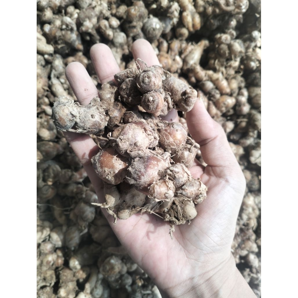 

Grosir Kencur Segar 2 kg-10 kg/ Kencur Jawa Tua dan Wangi