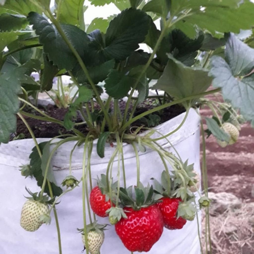 bibit strawberry import jumbo