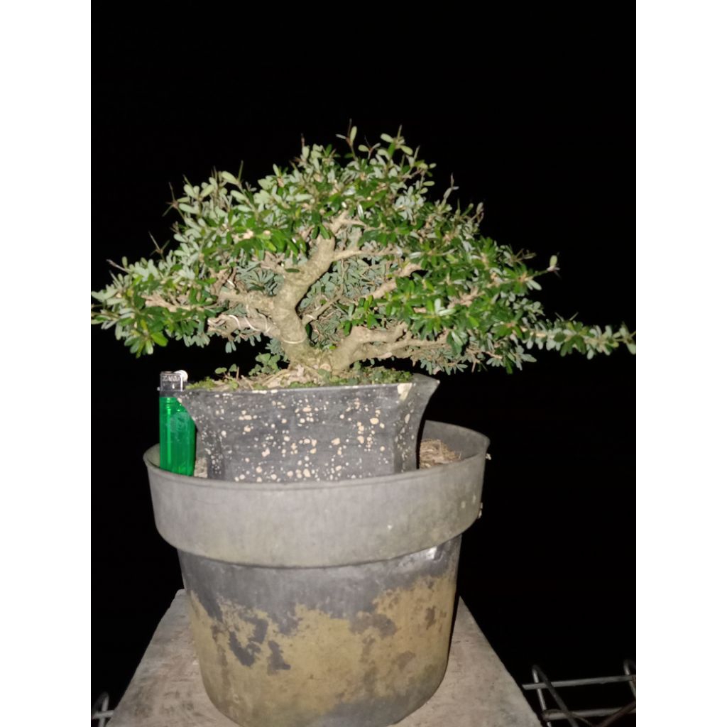 Bonsai Saeng simbur micro