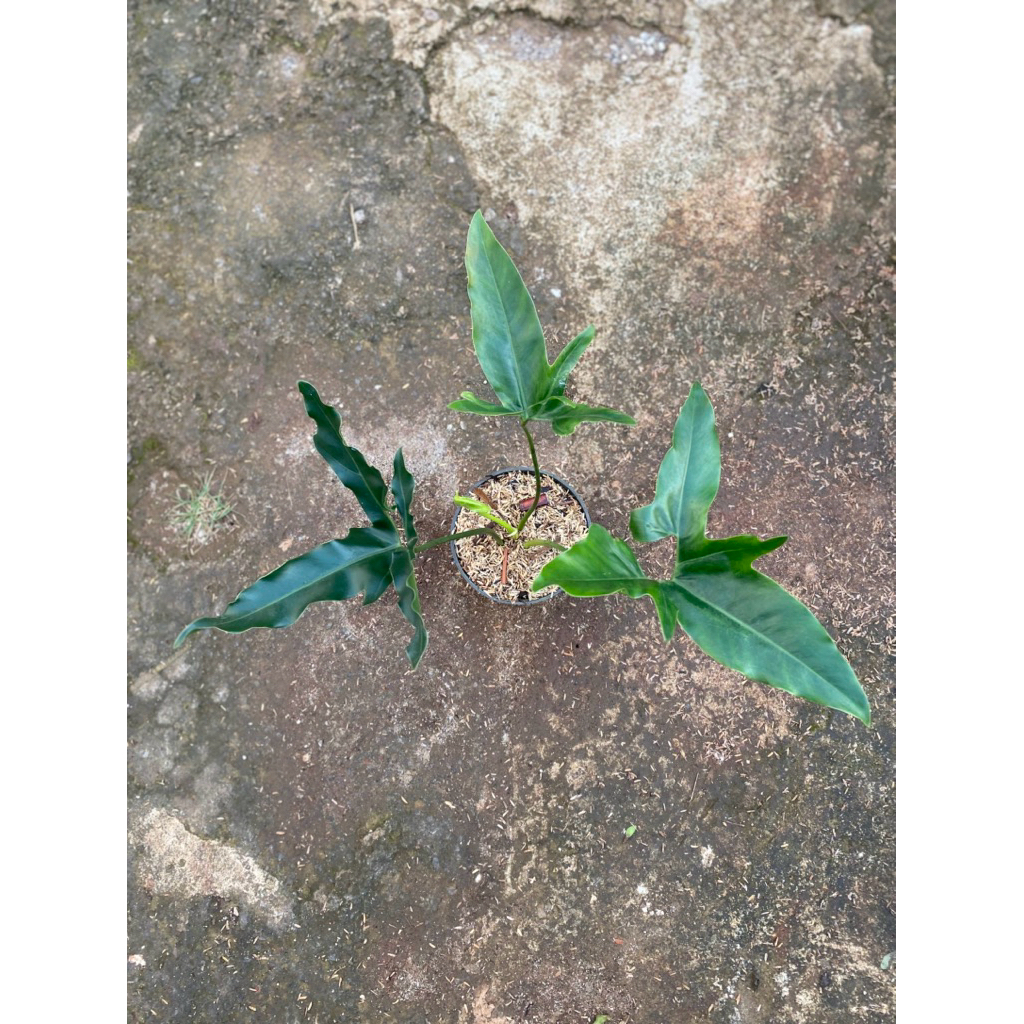 Thaumatophyllum african fantasy