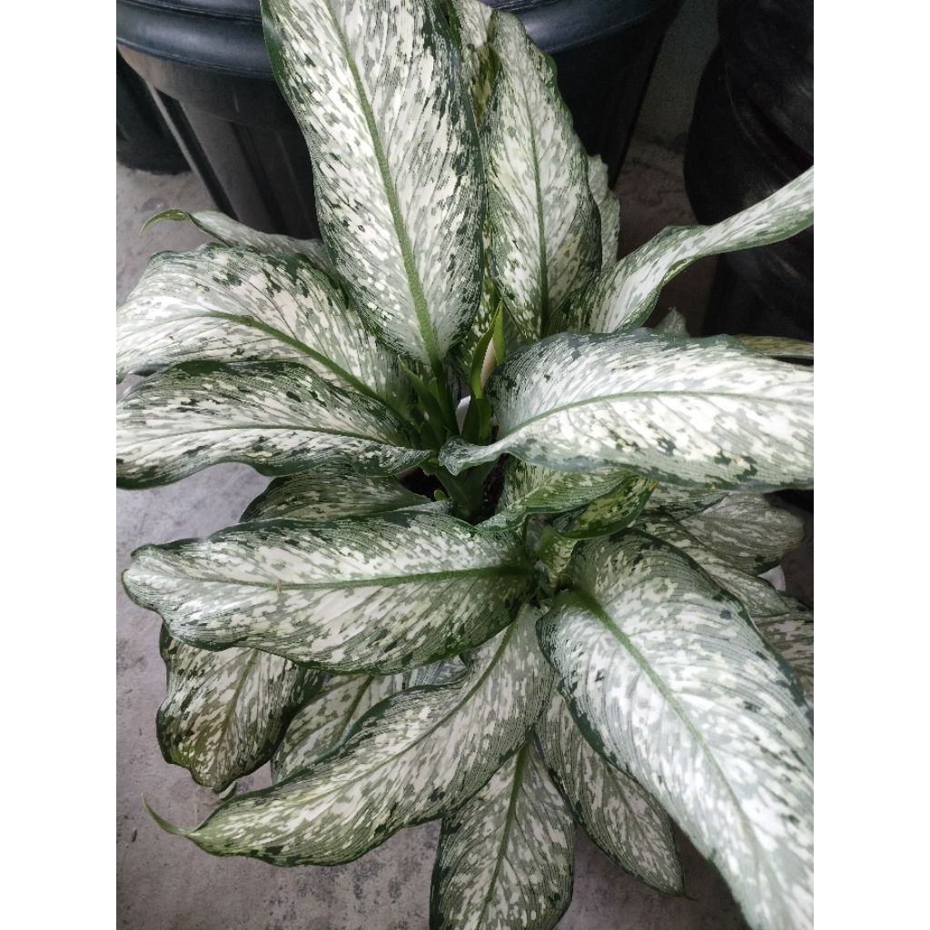 Bunga Diven/Selendang Putri