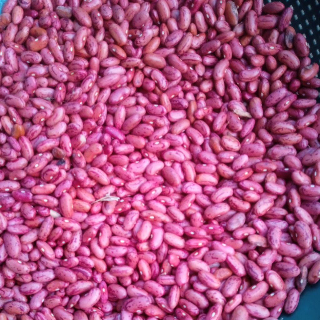 

kacang merah