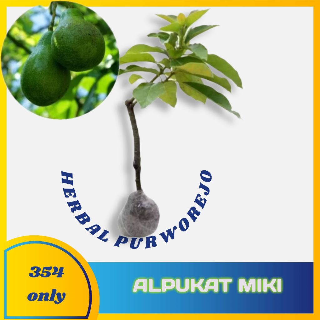 Bibit Tanaman Buah Alpukat Miki
