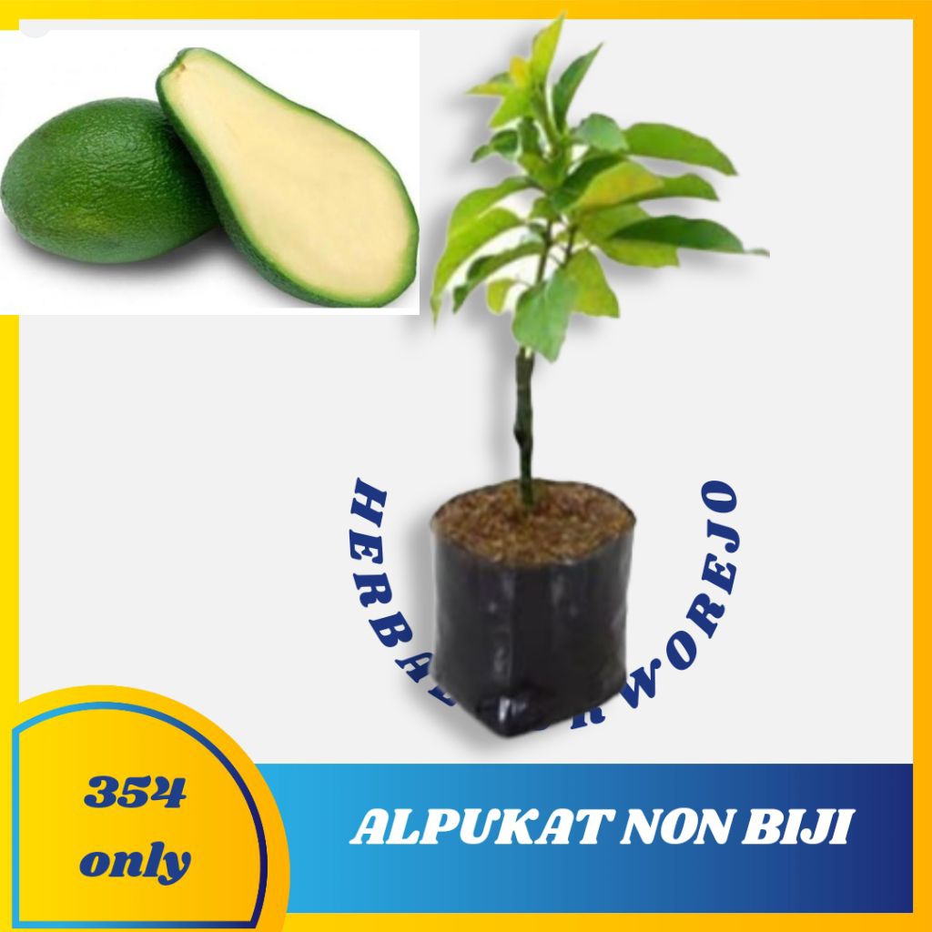 Bibit Alpukat Tanpa Biji Pohon Alpukat Non Biji Tanaman Alpukat