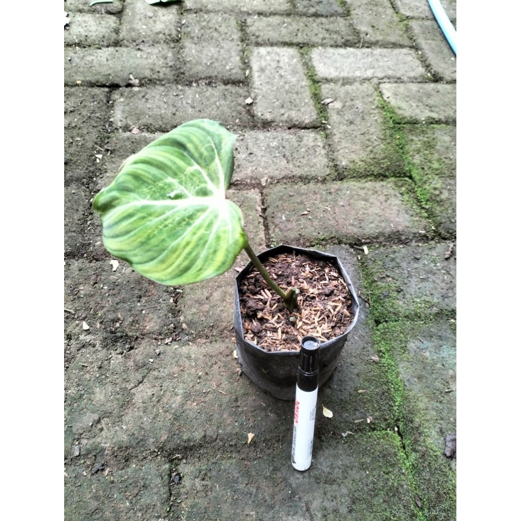 Philodendron Gloriosum 1-2 Daun