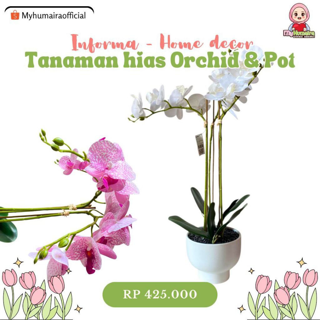 [TENGGARONG] INFORMA - TANAMAN HIAS ORCHID + POT