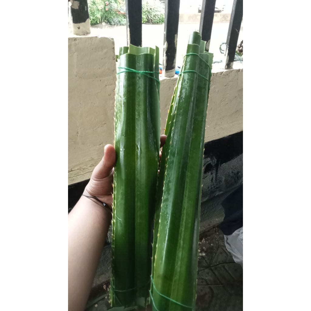 Daun Pandan Laut-Daun Pandan Duri Untuk Bungkus Bacang Per500gram