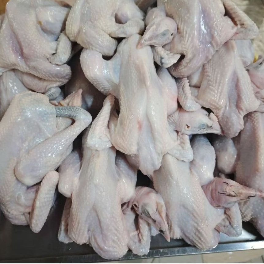 

Ayam Kampung Liar Besar