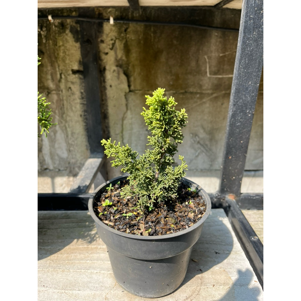 paket 3 pohon cemara itoigawa,boksus dan sargenti