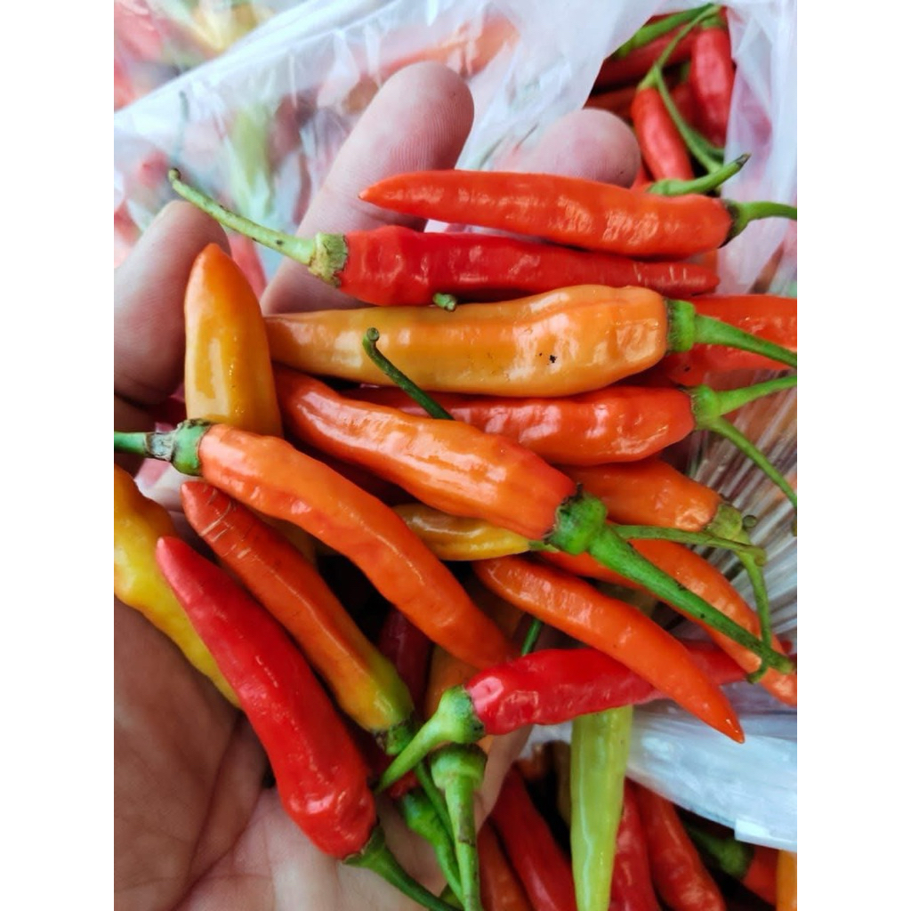 

CABE RAWIT MERAH ASMORO FRESH ASLI PEDAS PETANI LOKAL