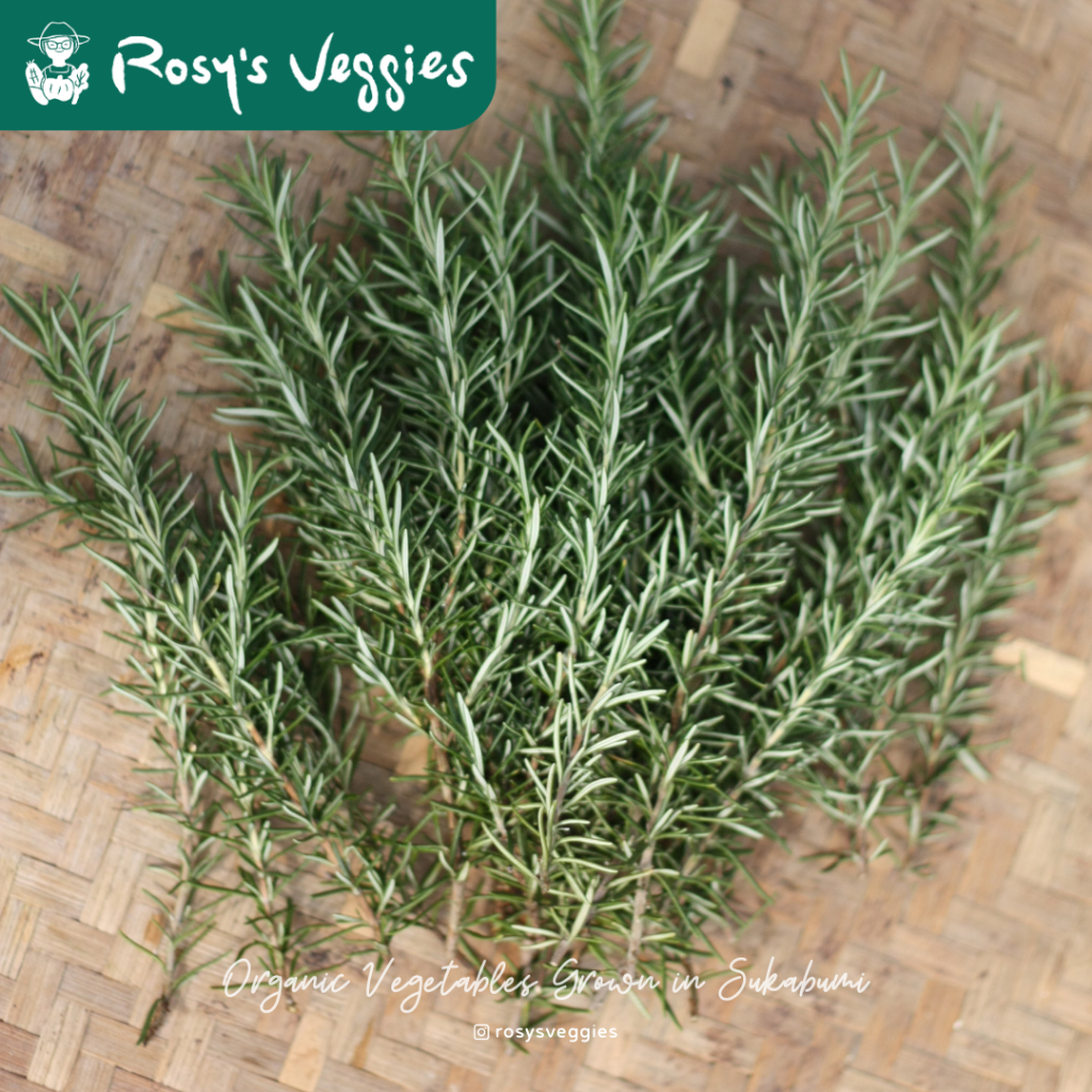

Rosemary Segar | Rosemary Organik | 20 gr