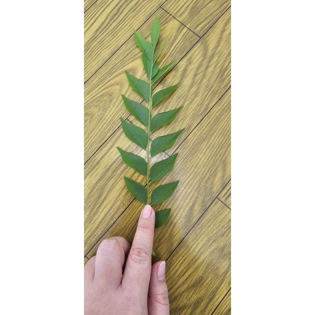 

daun korokeling (salam koja) minimal order 10tangkai