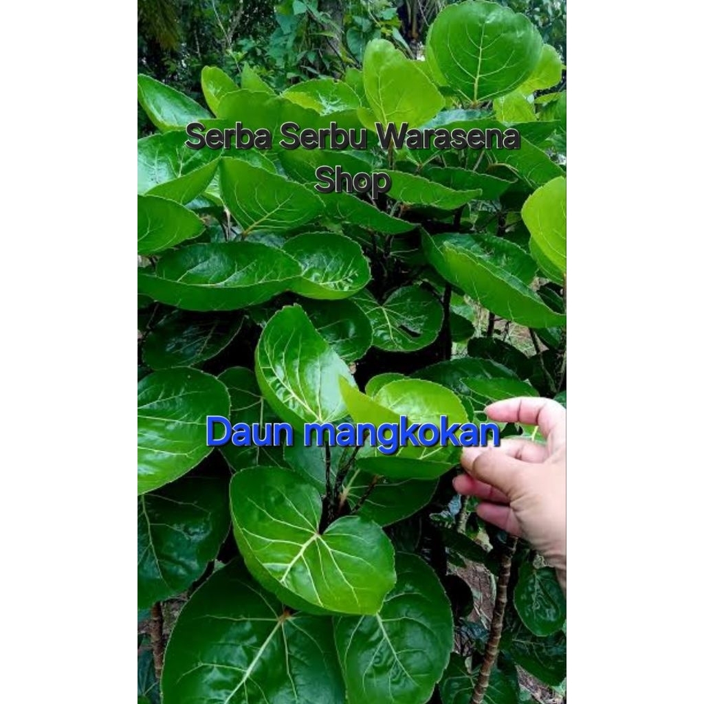 

Daun mangkokan per 1 lembar