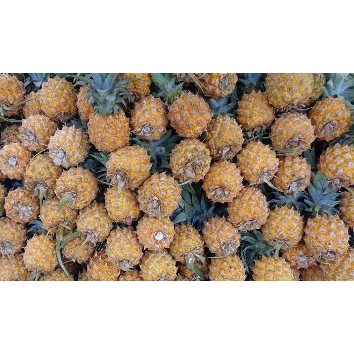 

nanas madu pemalang isi 5