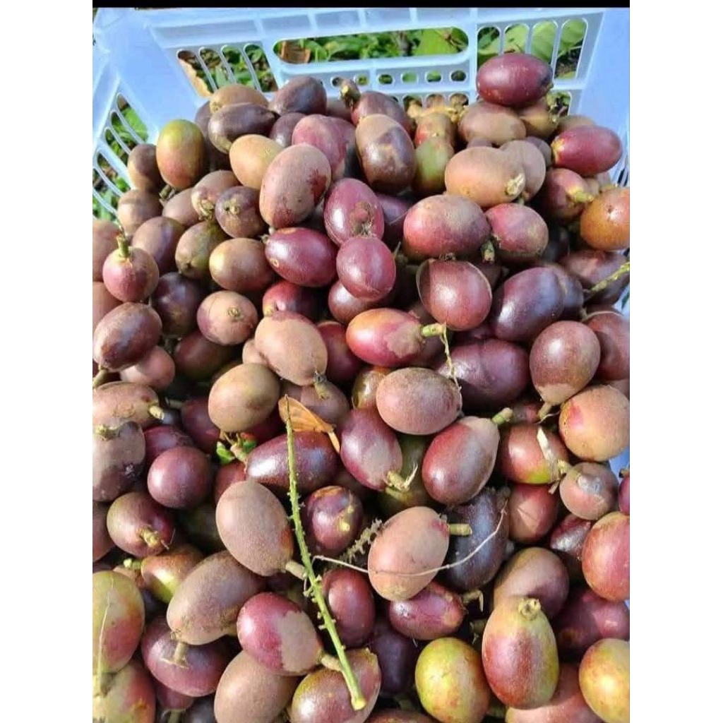 

BUAH MATOA FRESH BARU PETIK