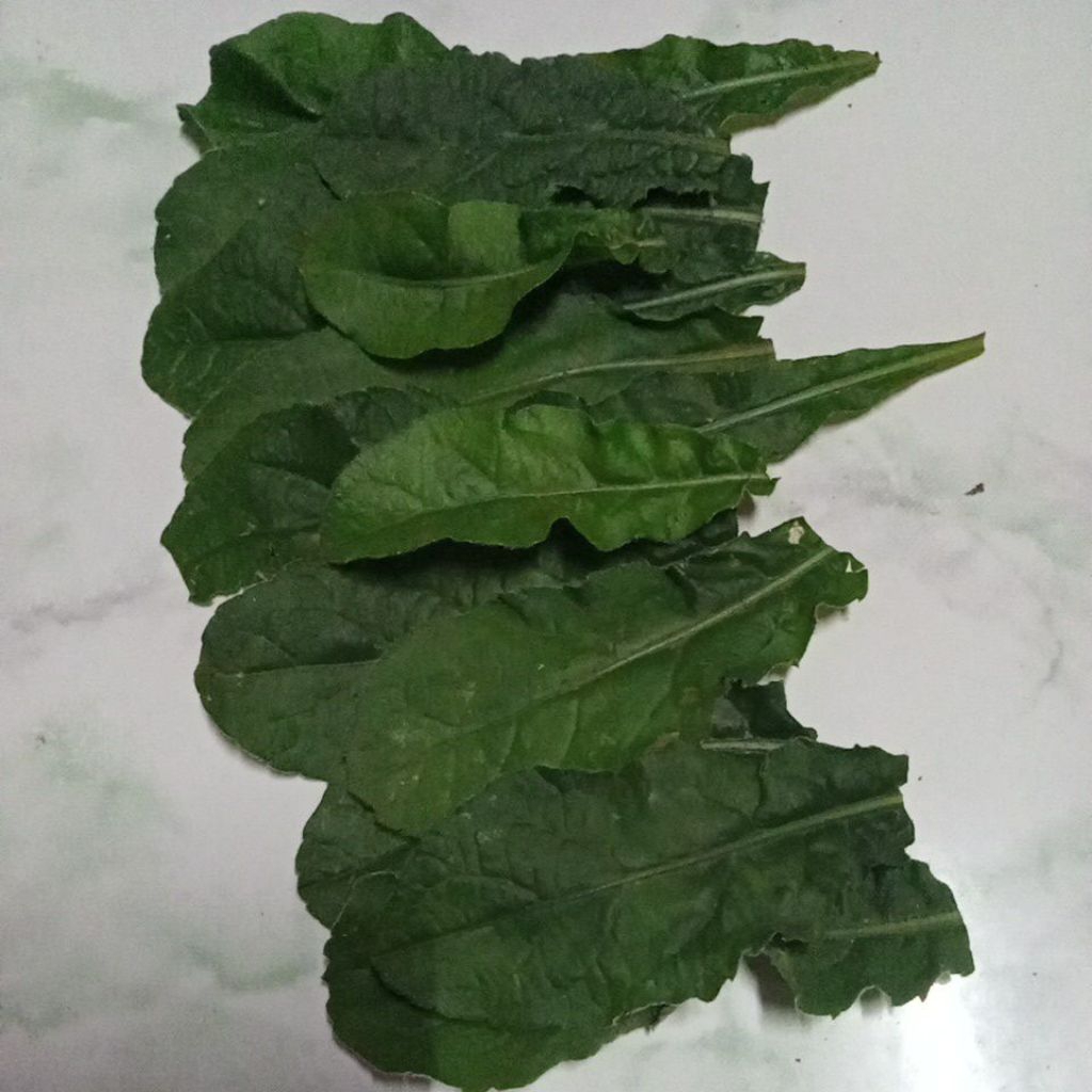 

Daun tapak liman