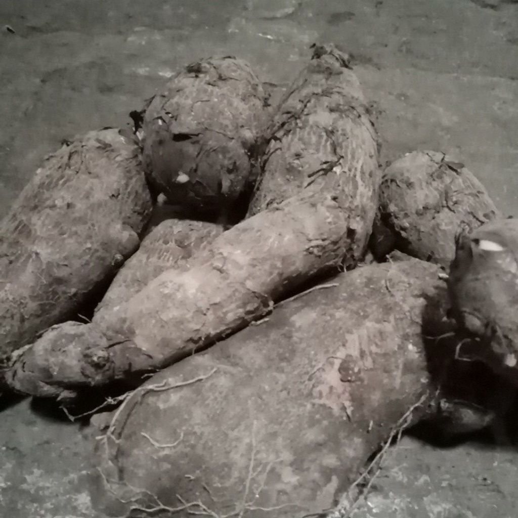 

Umbi Mbothe murah budidaya sendiri