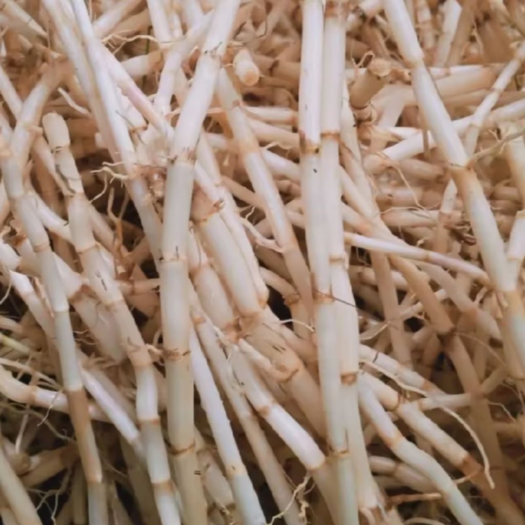 

Akar alang alang fresh segar/100gram