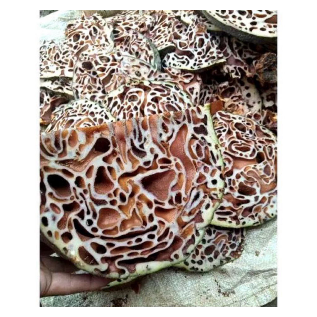 

Sarang Semut Fresh 500gram Bagus Untuk Kesehatan