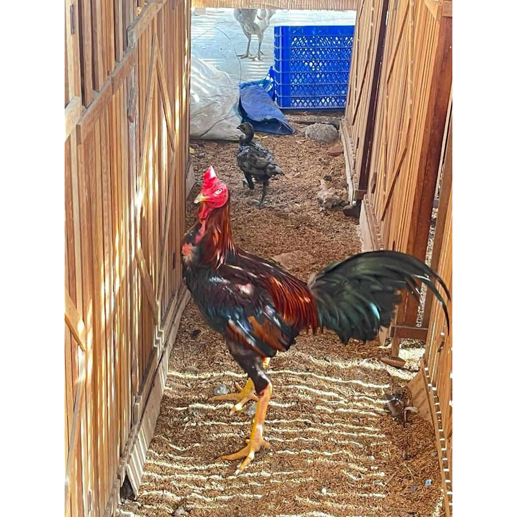 Telur Fertil Pama iq Bgw,dan yokere