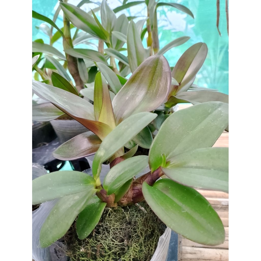 Dendrobium Jowas X Discolor