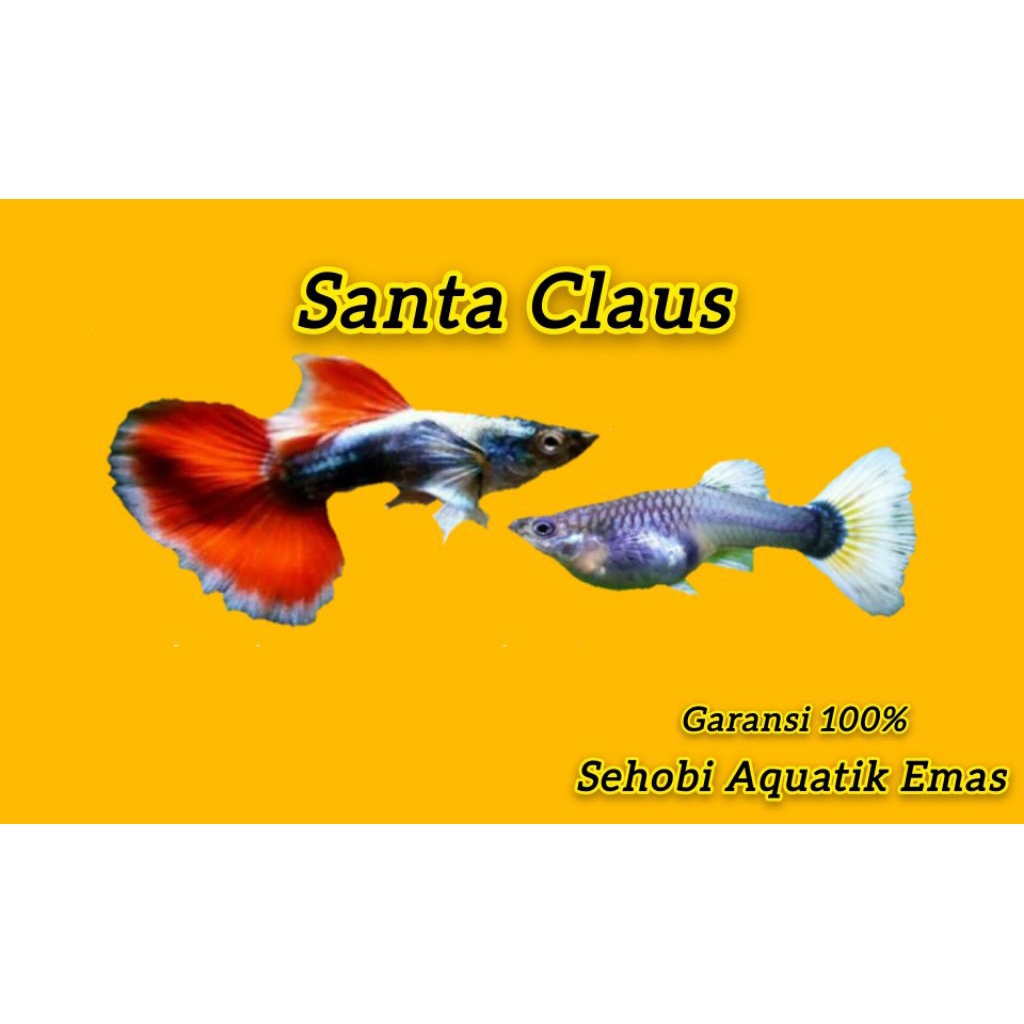 TERLARIS - Hiasan Aquarium GUPPY KOI/ Guppy Santa Claus Grade A/PRTDE/Akuarium/aksesoris Akuarium Si