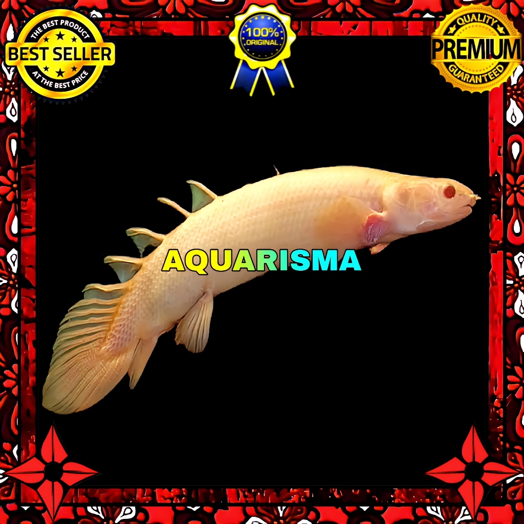 KEBUTUHAN AKUARIUM - PALMAS POLYPTERUS SENEGALUS ALBINO 9-10 CM