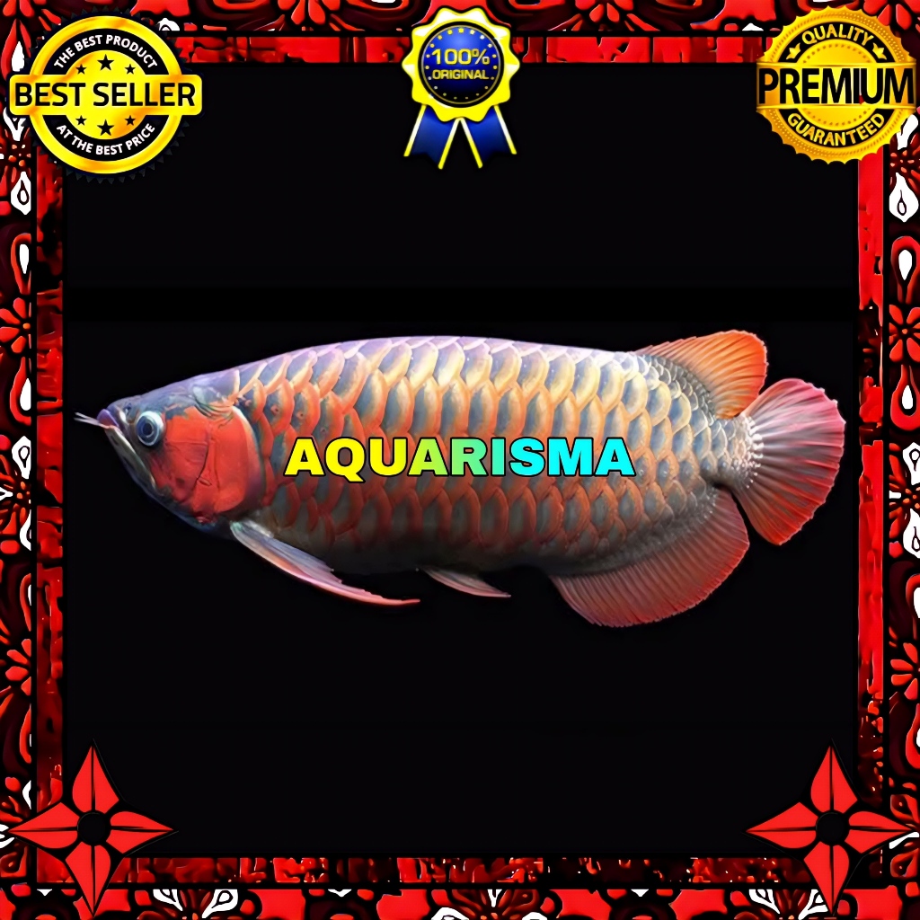 KEBUTUHAN AKUARIUM - ARWANA SUPER RED DRAGON SCLEROPAGES FORMOSUS 13-14 CM