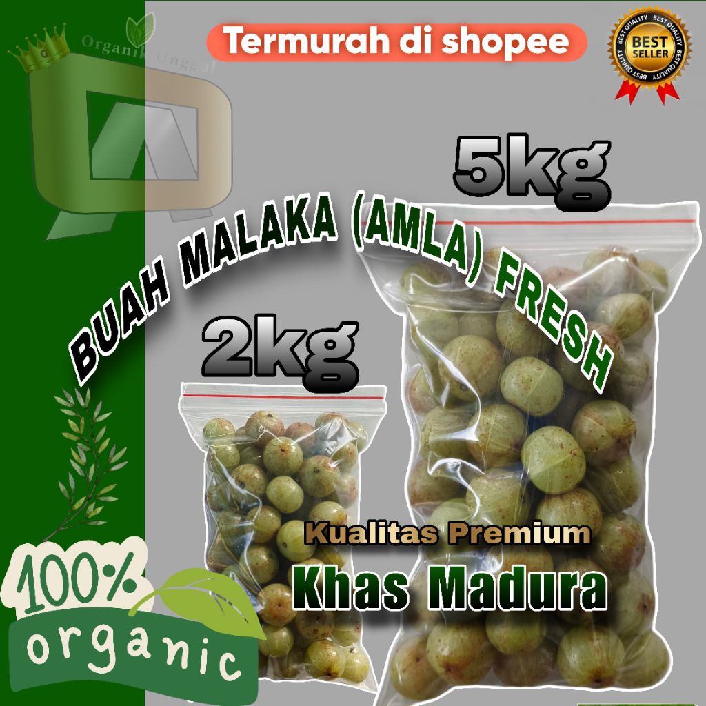 

Paket Hemat || Buah Malaka Fresh 2kg-5kg Termurah || Buah Amla Segar || Gooseberry Fruit Fresh