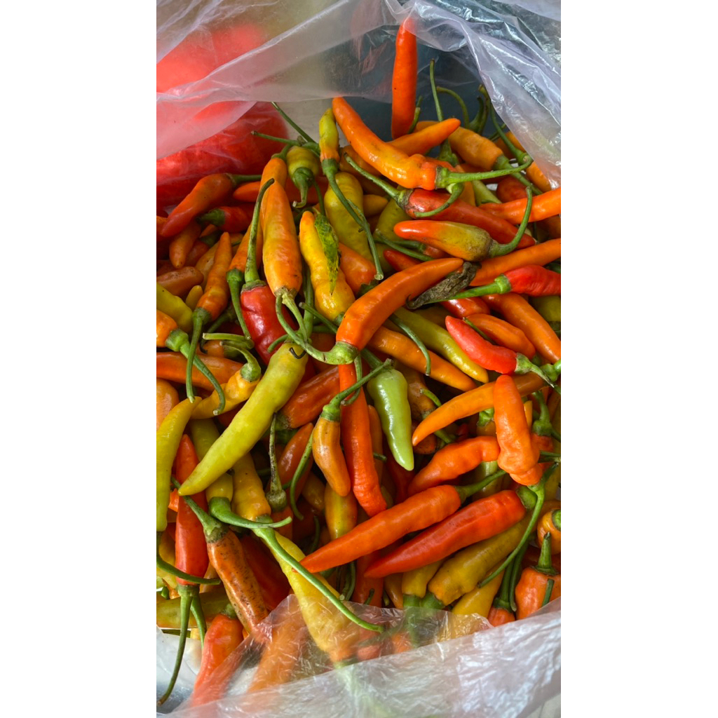 

Cabe rawit/cabe setan fresh murah meriah berat 300 gram, 500 gram dan 1000 gram harga murah meriah