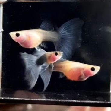 

Packing Sterofoam HB Blue Glasbelly