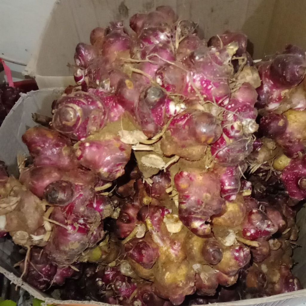 

RIMPANG UBI YACON 500GRAM bonus 1 ubi yacon manis