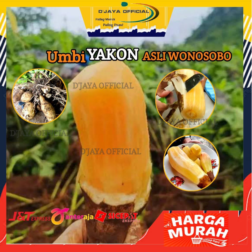 

Ubi Yacoon / Umbi Yakon Wonosobo