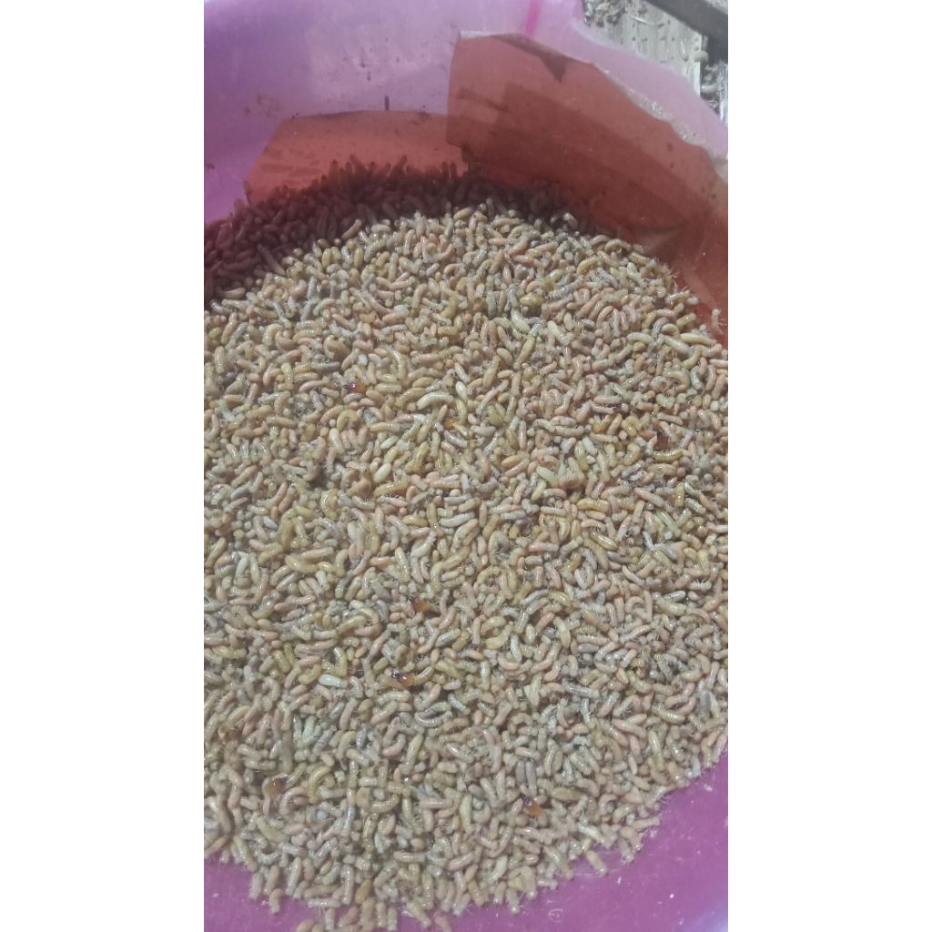 pua/warangas/umpan/pancing/ikan/wader/jitu/isi1on