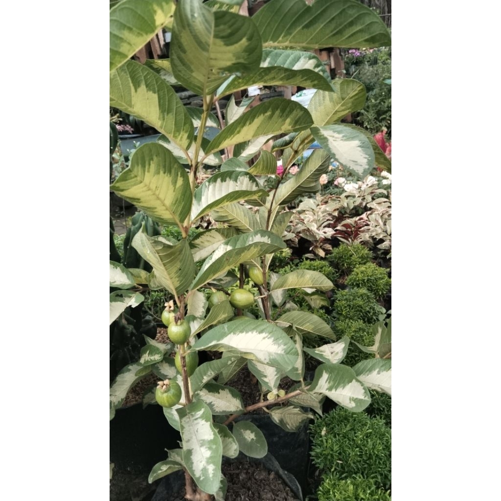 

jambu merah biji farigata