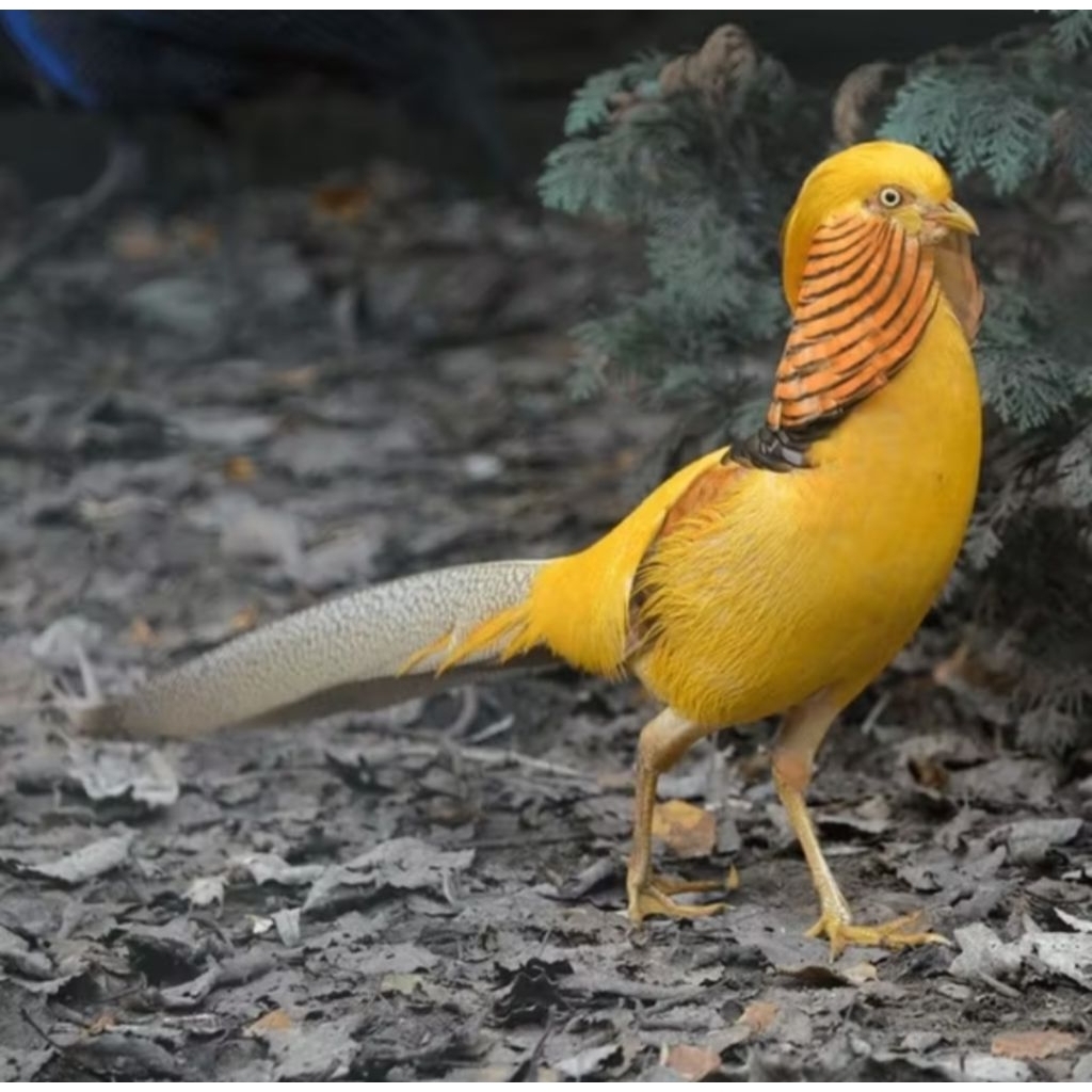 

telur ayam hias yellow pheasant FERTIL