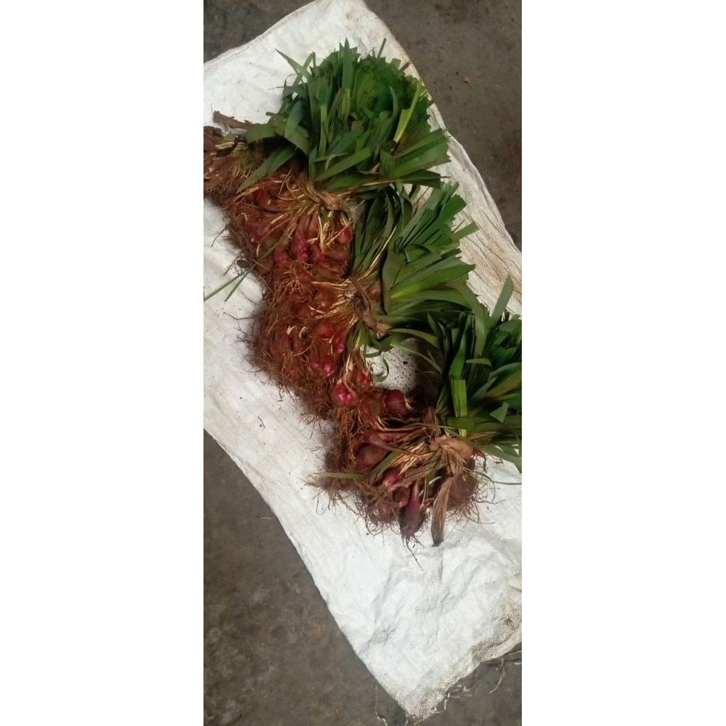 

bawang Dayak/bawang hutan/bawang tiwai/bawang Kalimantan