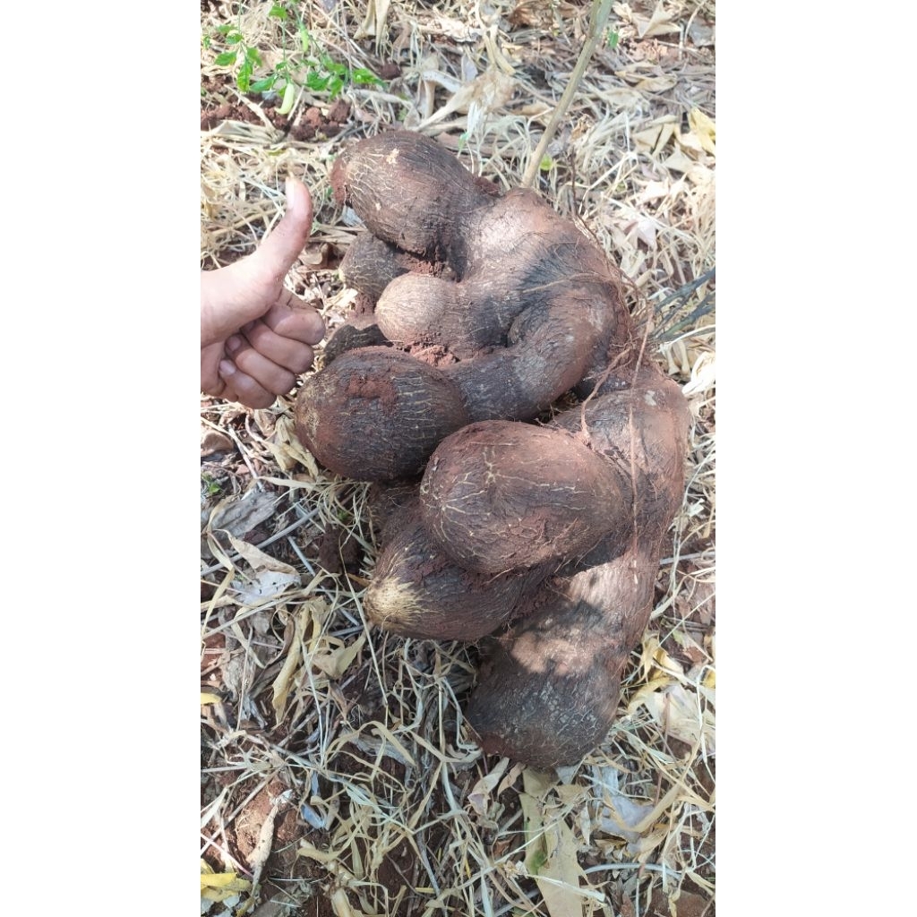 

harga 1kg uwi legi / ubi /umbi umbian /kaleman