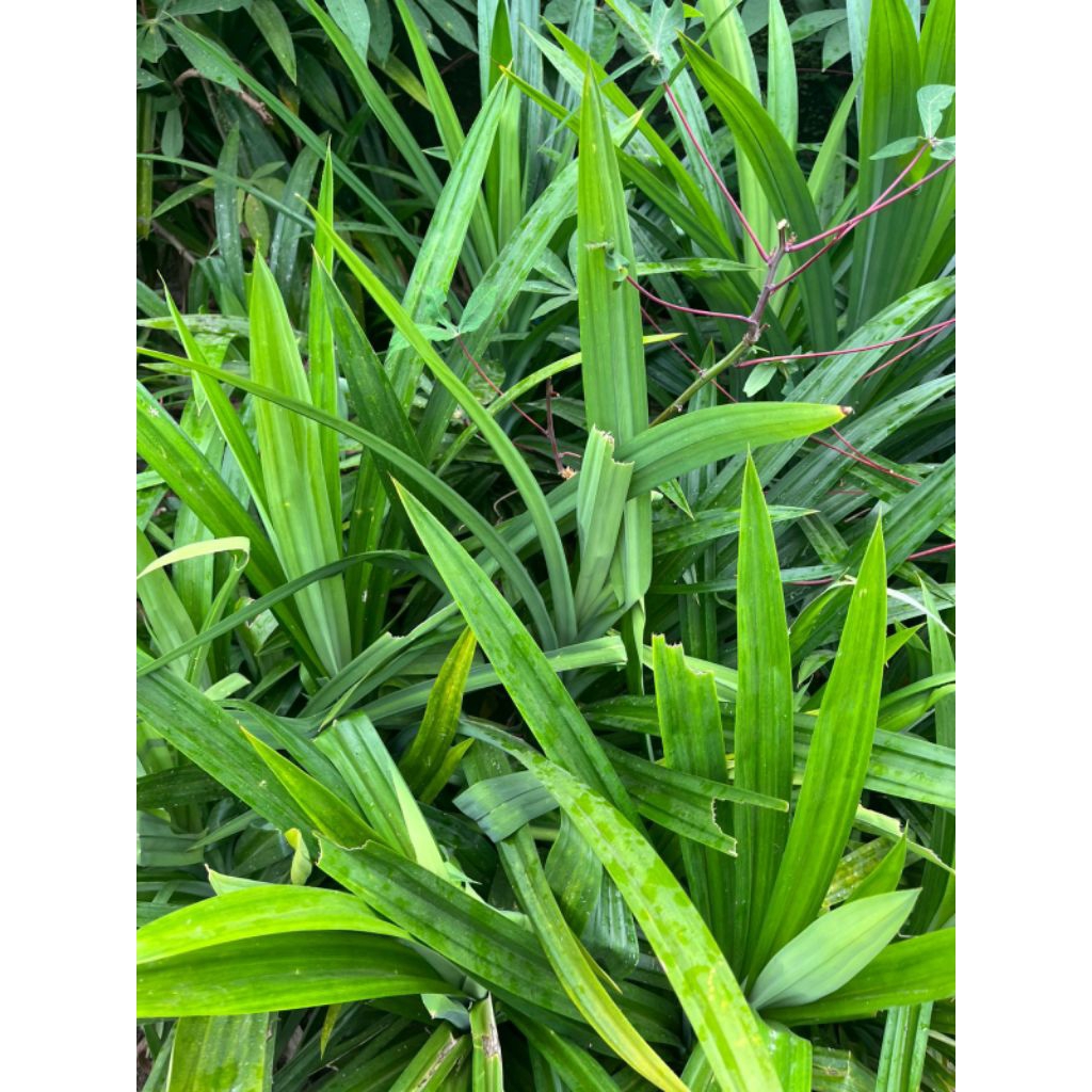 

DAUN PANDAN FRESH 1 IKAT 15 HELAI