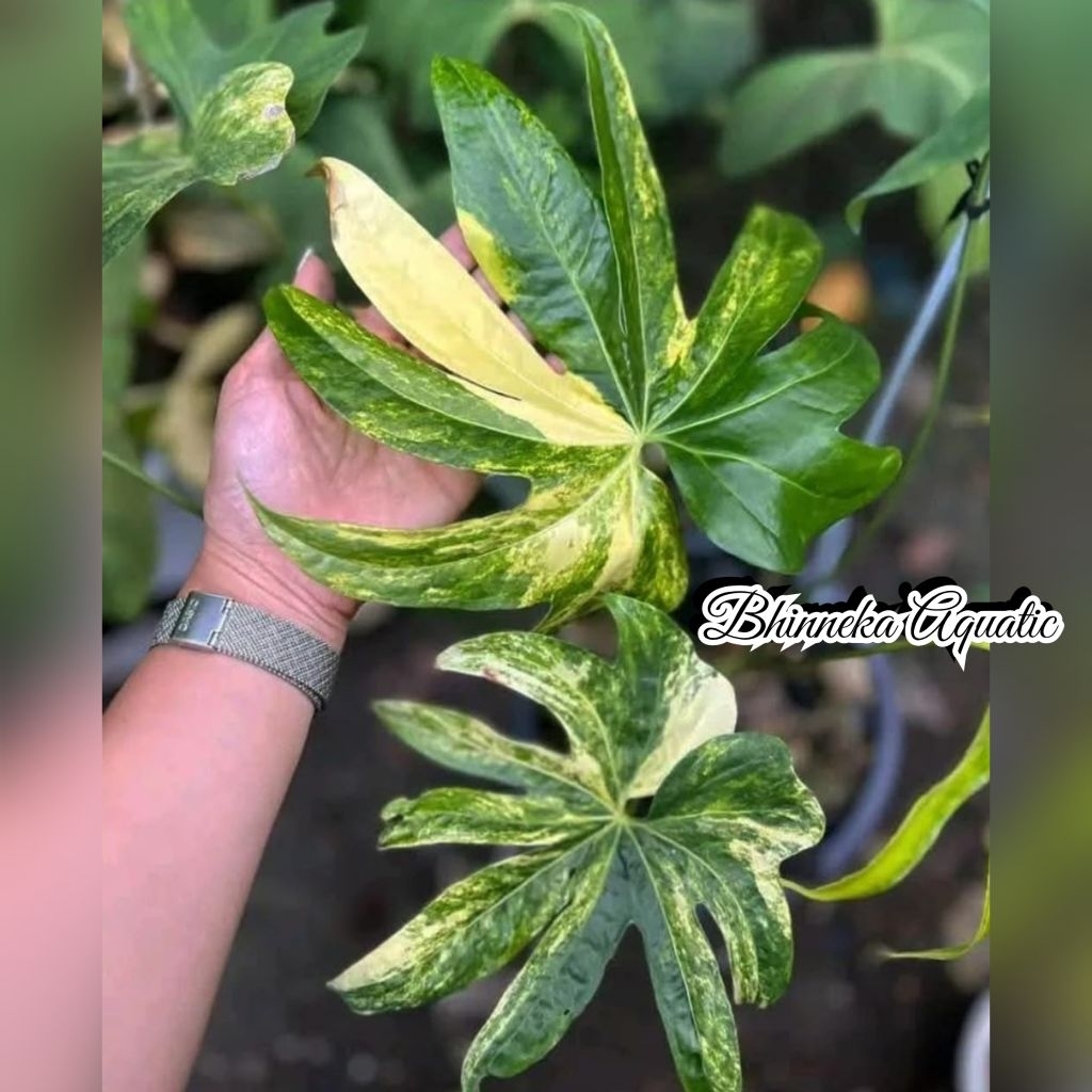 Tanaman Hias Anthurium Pedatoradiatum Variegated Jari Variegata Varigata Real Pict Murah Ekonomis