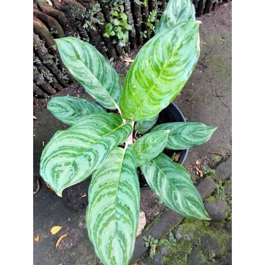 tanaman hias blanceng silver queen - dieffenbachia silver queen - blanceng silver