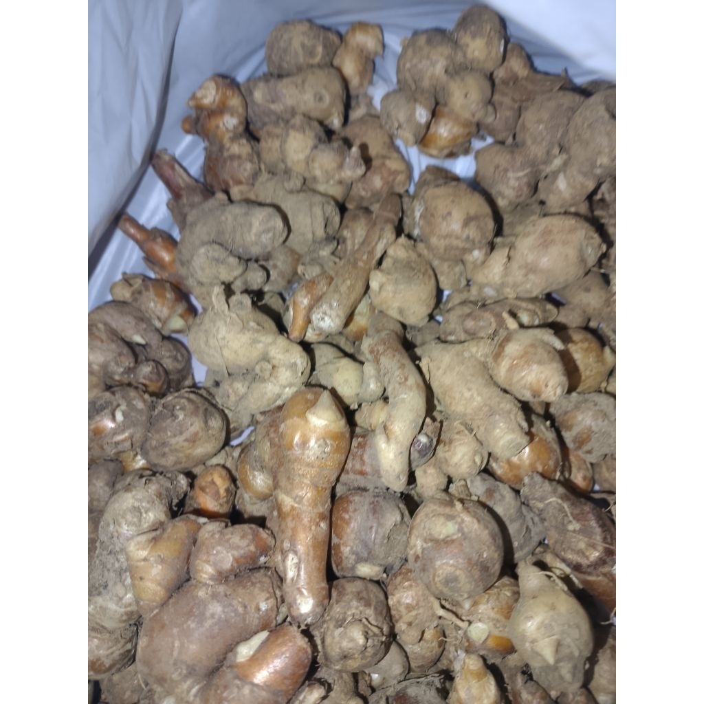 

kencur murah Kalimantan