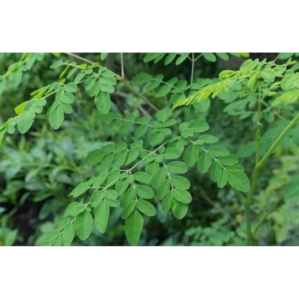 

Daun Kelor Segar Alami untuk mengobati Diabetes Jual Perikat 2000 Murah