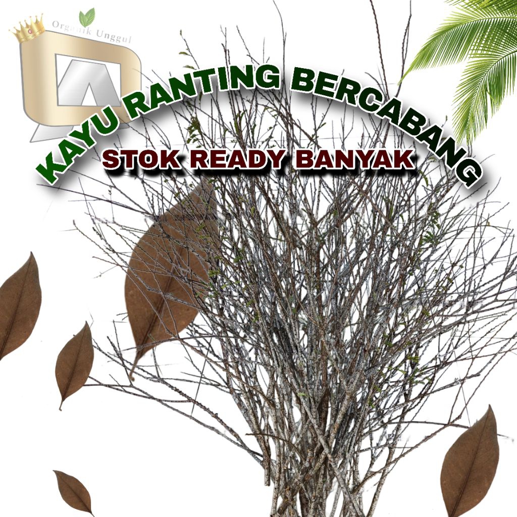 Kayu Ranting Pohon Buah Malaka || Kayu Ranting Tinggi 80cm-100cm || Kayu Decoration Kayu Kerajinan