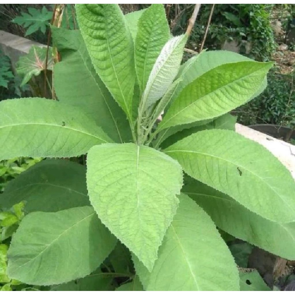 

daun sembung segar per lmbar